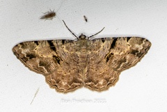 Psilalcis conspicuata