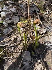 Onocleaceae