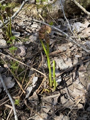 Onocleaceae