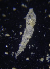 Reophax subfusiformis