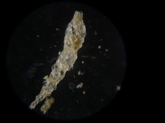Reophax subfusiformis