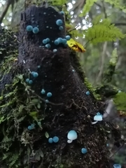 Mycena cyanocephala