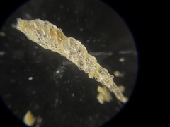 Reophax subfusiformis