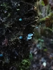 Mycena cyanocephala