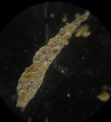 Reophax subfusiformis