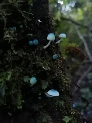 Mycena cyanocephala