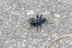 Sphodros atlanticus