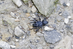 Sphodros atlanticus