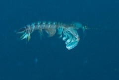 Pterygosquilla capensis