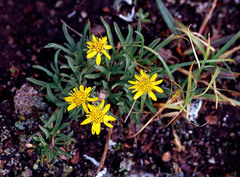 Heterotheca pumila
