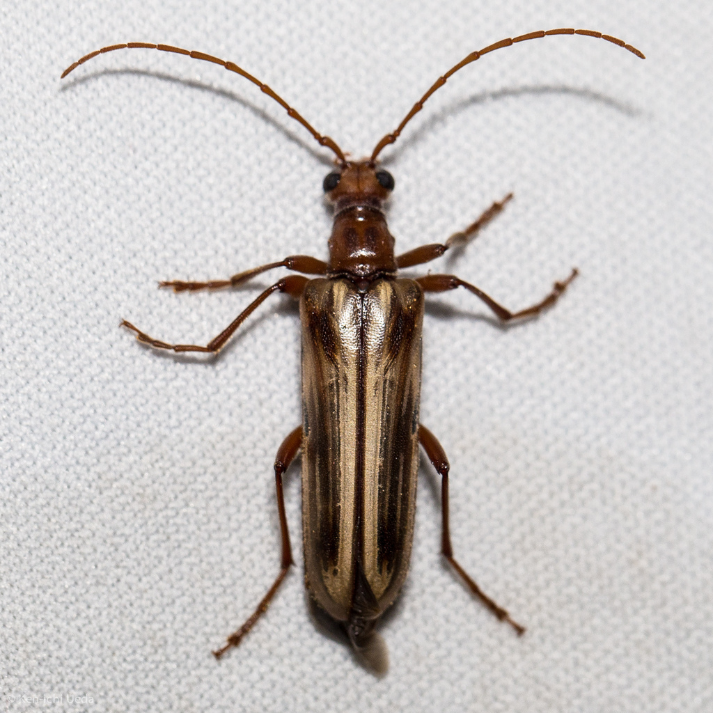 Ortholeptura insignis