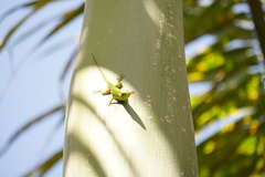 Anolis viridius