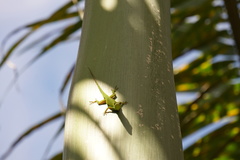 Anolis viridius