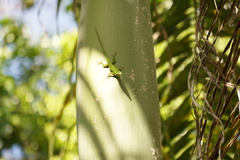 Anolis viridius