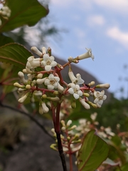 Viburnum erubescens