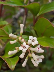 Viburnum erubescens