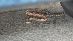 Pituophis vertebralis