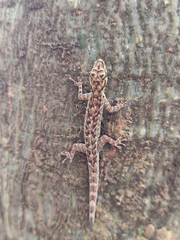 Lygodactylus thomensis