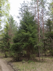 Picea abies