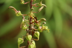 Polistes minor