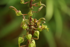 Polistes minor