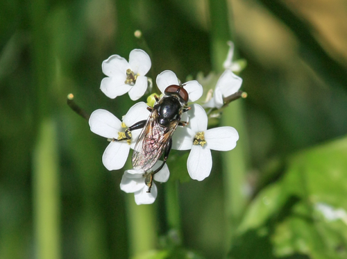 Tooth-thighed Hoverfly, Rotterdam Rechter Maasoever, Rotterdam, Nederland, photo 8 of 10