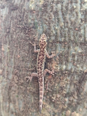Lygodactylus thomensis