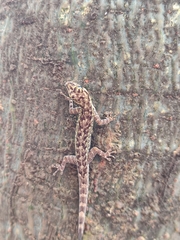 Lygodactylus thomensis