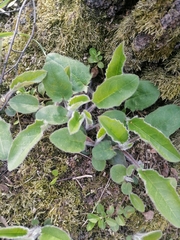 Hieracium sylvularum