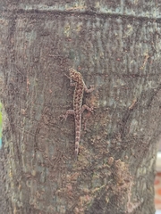 Lygodactylus thomensis