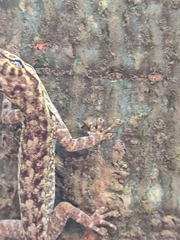 Lygodactylus thomensis