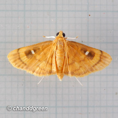 Dichocrocis plenistigmalis