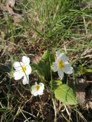 Primula × pruhonicensis