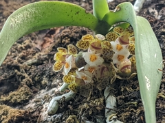 Gastrochilus