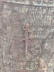 Lygodactylus thomensis