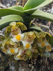 Gastrochilus