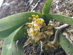 Gastrochilus