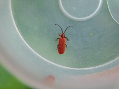 Lopheros rubens