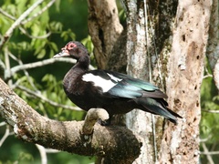 Cairina moschata