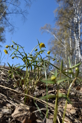 Ranunculus monophyllus