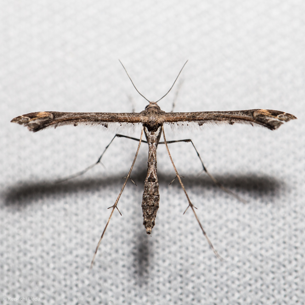 Sage Plume Moth