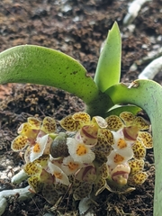 Gastrochilus