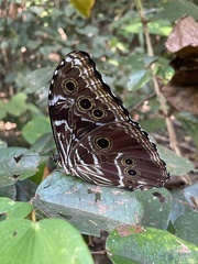 Morpho deidamia deidamia