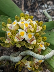 Gastrochilus