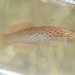 Southern Studfish - Photo (c) skitterbug, some rights reserved (CC BY), uploaded by skitterbug