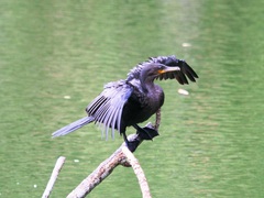 Nannopterum brasilianum