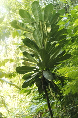 Amphitecna macrophylla