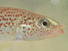 Fundulus stellifer