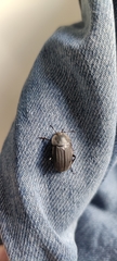 Silpha tristis