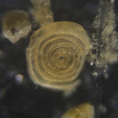 Cornuspira involvens